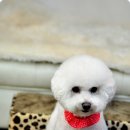 우솔동물병원 이미지