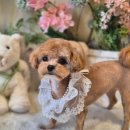 축복 펫살롱 이미지