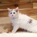 베베캣 고양이 이미지