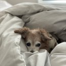 피그멜리온 이펙트 이미지