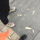 하늘초롬 이미지