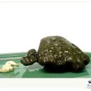 장수거북과의 만남 이미지