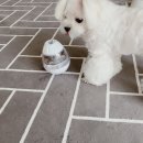 두유 개린이집 | 강아지노즈워크 : 오랫동안 놀 수 있는 트릿 타워 강아지장난감