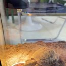 리틀 블루문 이미지