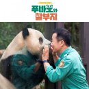 SBS ‘푸바오와 할부지’ 11월 방송 [공식] 이미지