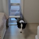 주식회사 창인 | 베란다펫도어 무타공 시공으로 타비오 강아지안전문 설치했어요