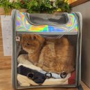 묘연고양이병원 이미지