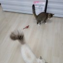 호텔이냥 이미지