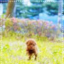 내품안의 반려견 김포점 이미지