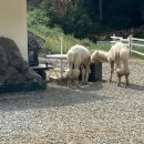 지안목장 이미지