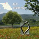 강원도 양구 가볼만한곳 파로호 꽃섬 꽃밭 풍경