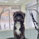 포테이토 독 이미지