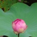 연꽃 이미지