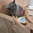 공릉평생건강관리센터 | 광명 동물병원) 고양이 "뭉치" 건강검진 후기 (아포크린 낭종 선종)