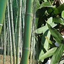 대나무 이미지