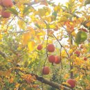 정주네농장 이미지