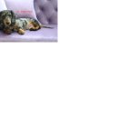 라페스타 동물병원 이미지