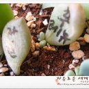 경록사