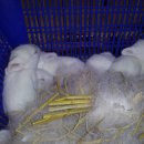 내 토끼 농장의 토끼들의 모습 이미지