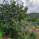 예심농장 이미지