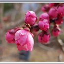 개나리민박 이미지