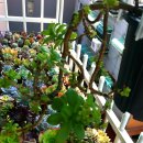 다육꽃세상 이미지