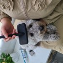 상주애견 네이버블로그
