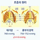 호흡원리 - 호흡은 폐가 저절로 하는 운동이 아니라 대기압과 흉곽의 압력차에 의해 일어난다 ; 사람에 따라 흉압은 756~752mmH 이미지