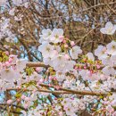 경희대 혜정박물관 | 4월5일 실시간 영통 경희대학교 수원 벚꽃 명소 위치, 개화, 주차
