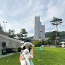 로얄애견 | 휘닉스파크 애견동반 스카이로얄 후기, 펫프렌들리 객실 솔직후기