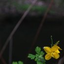 애기똥풀 이미지