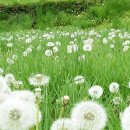 하얀민들레 이미지