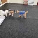 멈무유치원 | 광주애견유치원, 반려견전문유치원 추천 | 광주 중흥동 멈무유치원