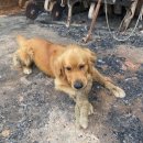 멍멍이 집 이미지