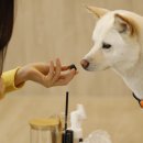 아로마요가원 | 반려견과 함께하는 특별한 시간, 분당 슬로하 요가원 아로마클래스 후기