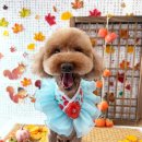 슈가 펫살롱 이미지