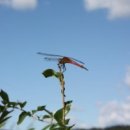 고추잠자리 이미지