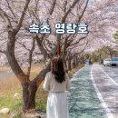 속초 여행 가볼만한곳 벚꽃 명소 영랑호수윗길 범바위 자전거