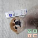 강아지 피부병은 터비덤 스프레이큐어
