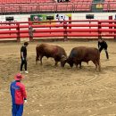 청도소싸움경기장 | 청도 소싸움경기장 관람 후기 | 전통 민속의 묘미 제대로 느낀 하루