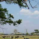 소들농장 이미지