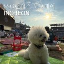 데이도그 | SSG랜더스 도그데이 선정 후기 반려견 축제가 이런거지!