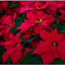 한국의 자원식물. 성스러운 밤의 꽃, 포인세티아[Poinsettia] 이미지