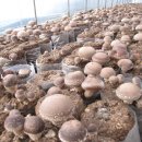 두리농원 이미지