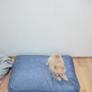 퐁이몰