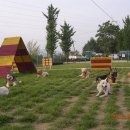 마한애견 이미지