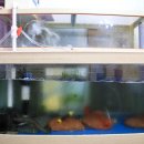 거북선탐라정 이미지