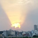 골드피그 이미지