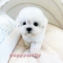 루루퍼피 이미지