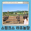 태안농장 | 서산 태안 아이랑 먹이체험과 놀이방까지 이용가능한 [스핑크스 타조농장]